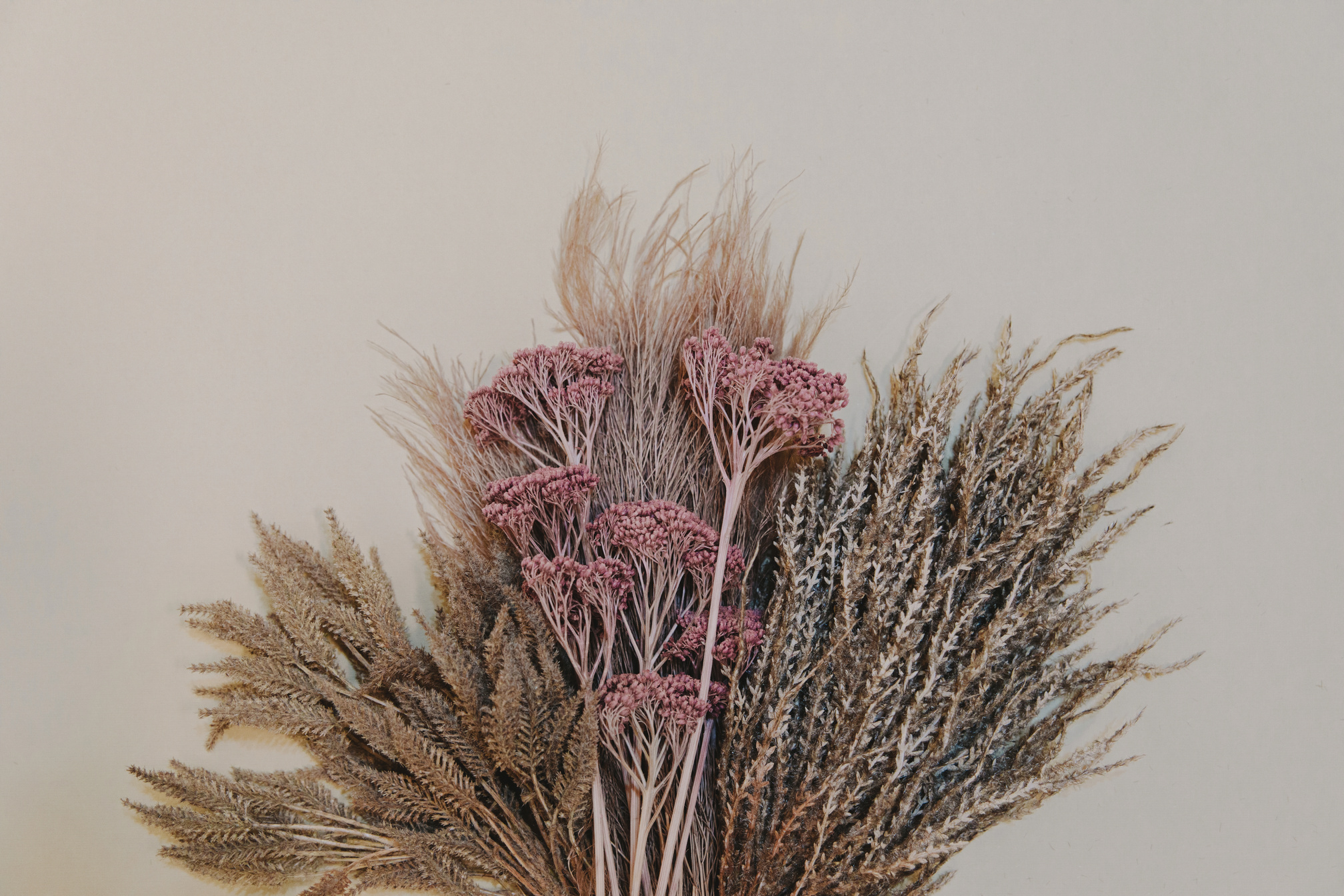 Dried Flowers on Light Background